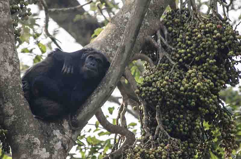 06 - Chimpance - parque nacional de Nyungwe - Ruanda